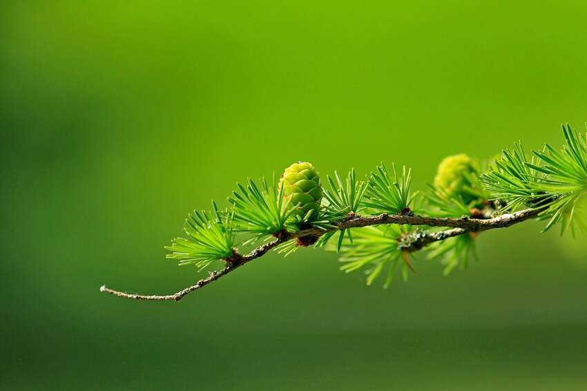 主管中药师(主管药师和初级药师区别)