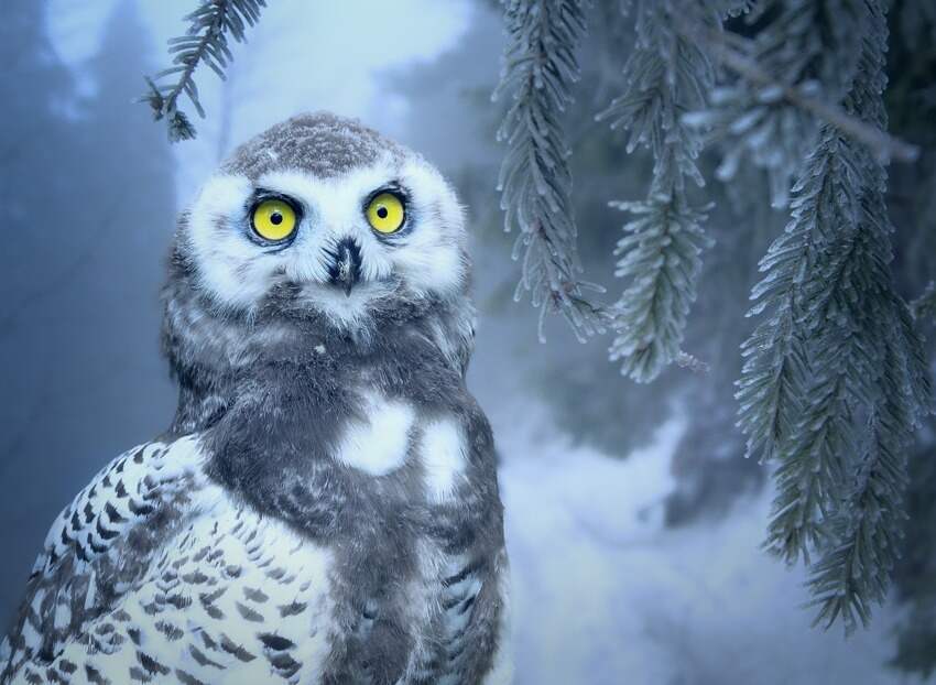 捉泥鳅(怎么抓野生泥鳅)