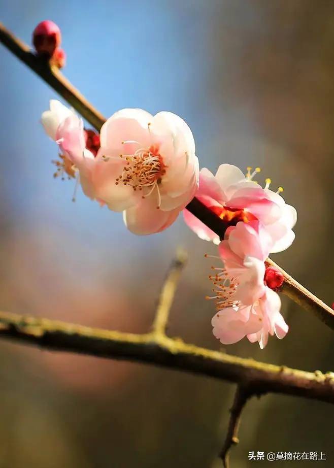 《甄嬛传》里常念的“逆风如解意，容易莫摧残”正解出自这首诗