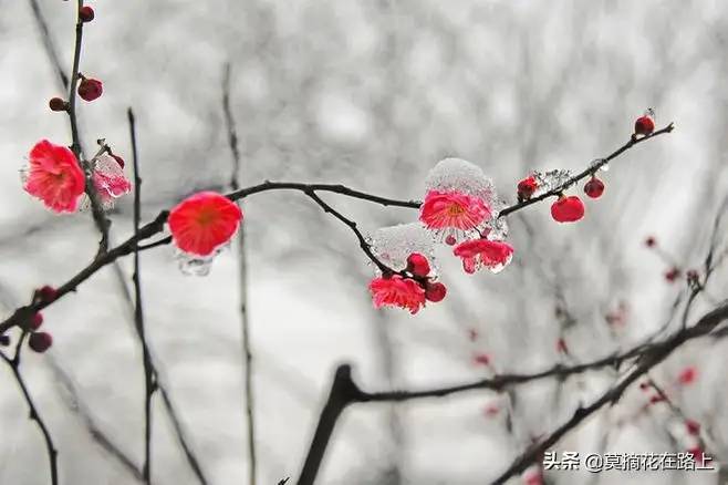 《甄嬛传》里常念的“逆风如解意，容易莫摧残”正解出自这首诗