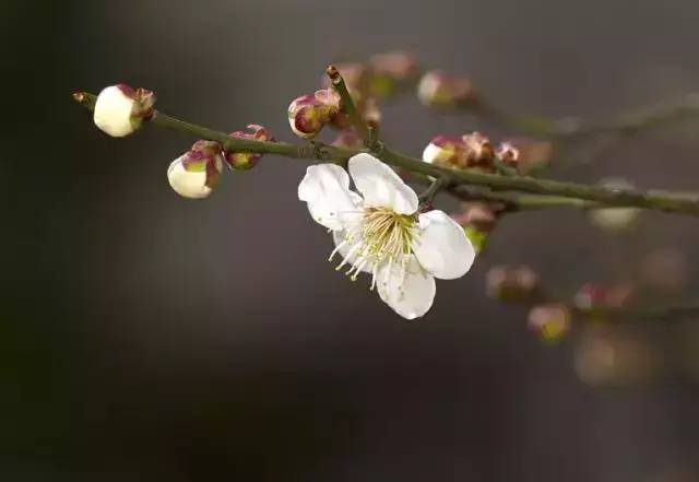 哲思 | 7首古诗，说尽世间最美友情